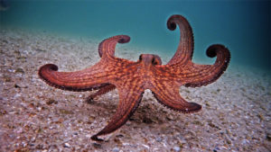 my-octopus-teacher-featured2