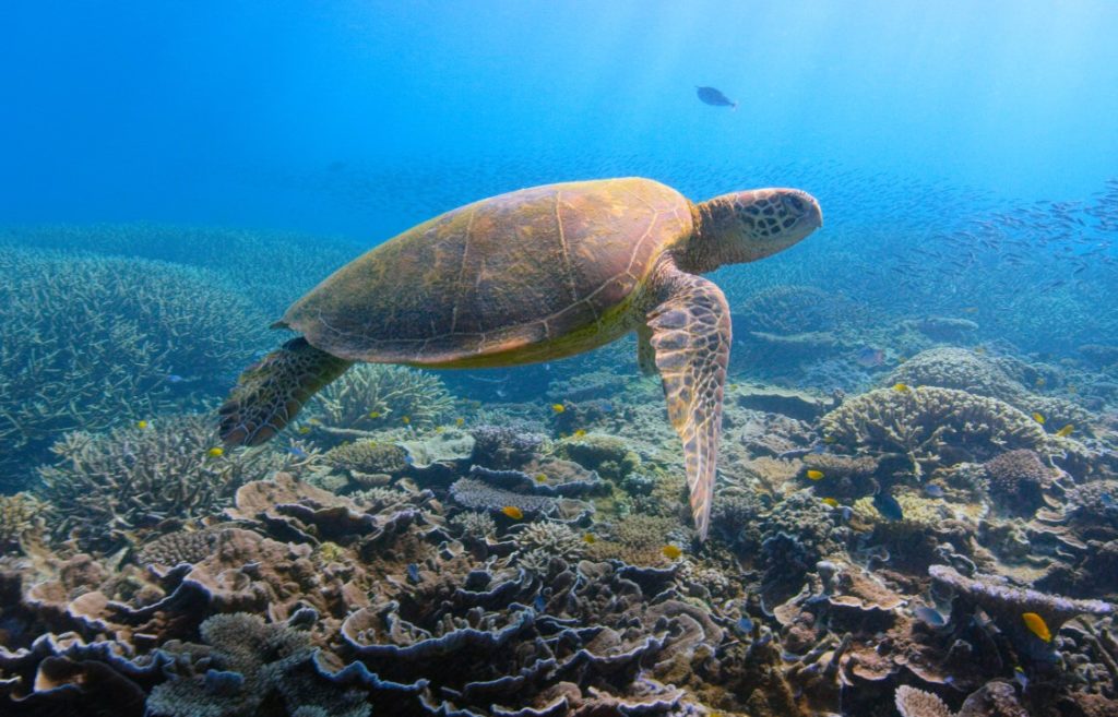 c-david-attenborough-life-sea-turtle