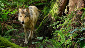 Island of the Sea Wolves
