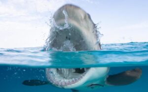 shark-week-teeth